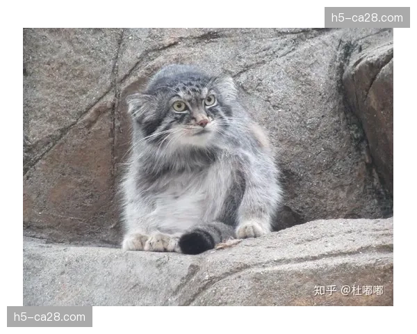 普雷斯蒂安尼辩称自己使用的是侮辱性词汇而非种族歧视用语
